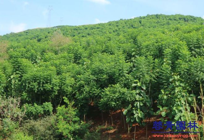 藍(lán)花楹的養(yǎng)護(hù)栽培技術(shù)和病蟲害防治
