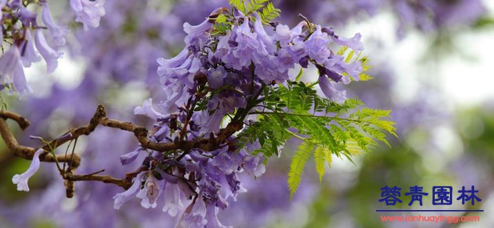 藍(lán)花楹的養(yǎng)護(hù)栽培技術(shù)和病蟲害防治