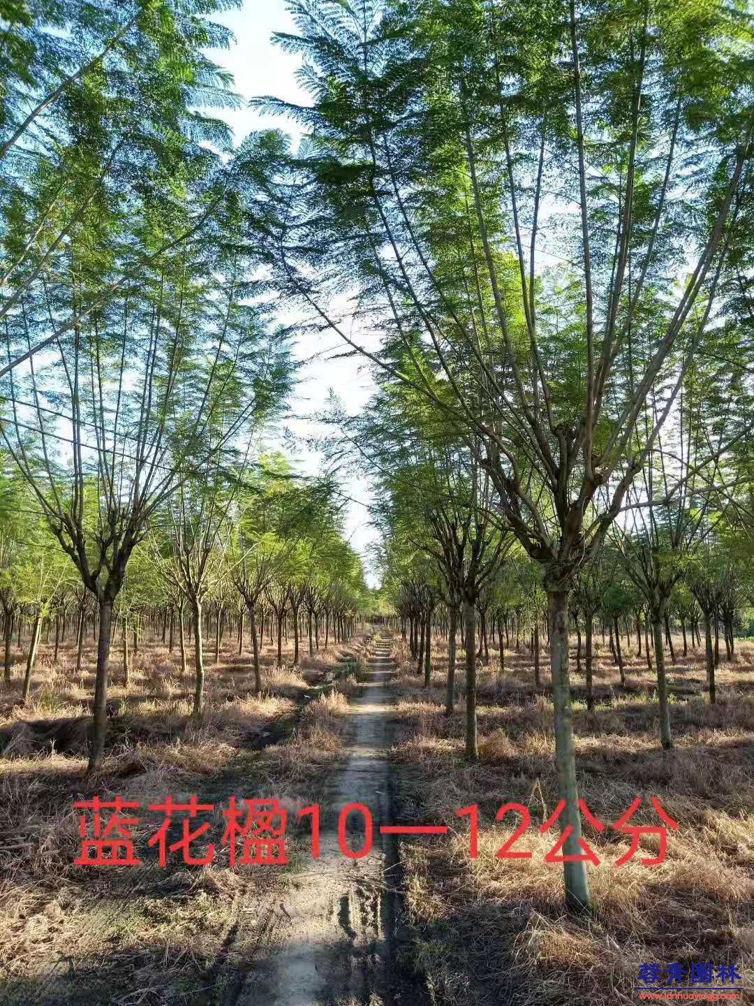 成都藍花楹的特性及栽培應用
