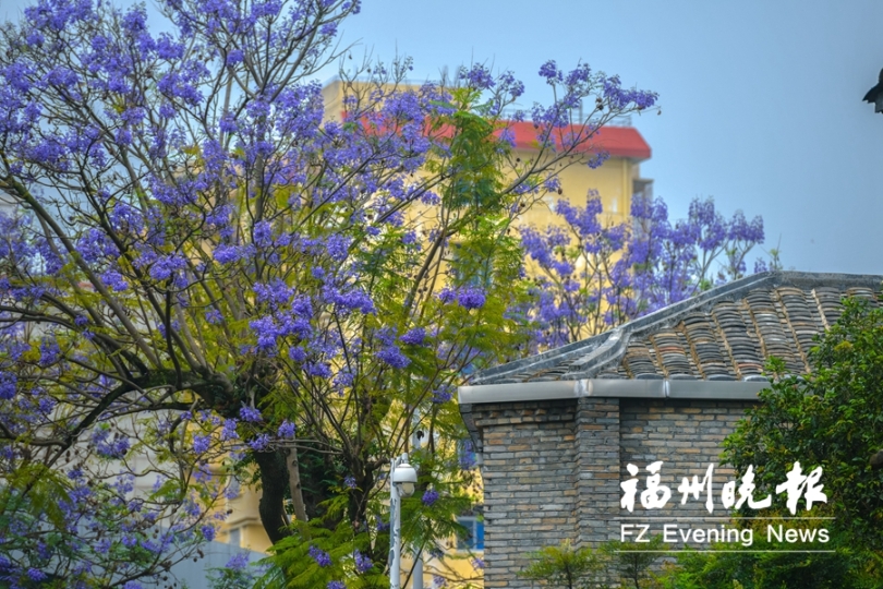 “福州玫瑰”盛開 藍花楹賞花之行可提上日程