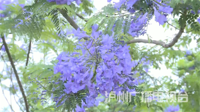 藍(lán)花楹：初夏瀘州街頭的紫色浪漫