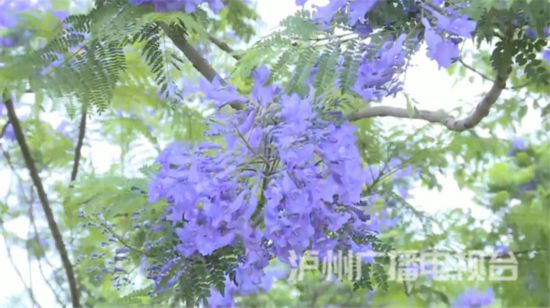 瀘州街頭藍花楹盛開赴一場與紫色花海的邂逅