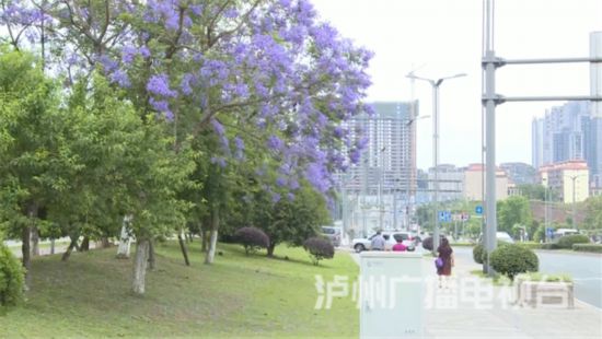 瀘州街頭藍花楹盛開赴一場與紫色花海的邂逅