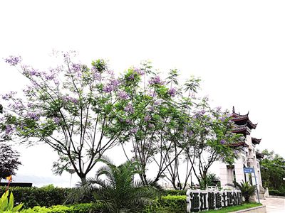 藍(lán)花楹開了！一起走進(jìn)藍(lán)紫色夢幻