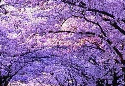 藍(lán)花楹的作用-藍(lán)花楹的悲傷傳說(shuō)
