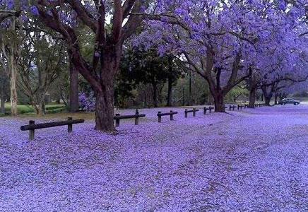 藍(lán)花楹苗木-藍(lán)花楹是怎么繁殖的？