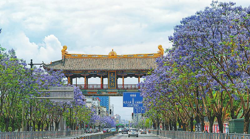 滿城盡開藍花楹 西昌街頭一片紫色