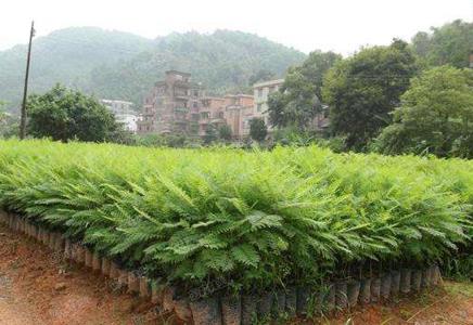 藍花楹栽種-了解藍花楹價格