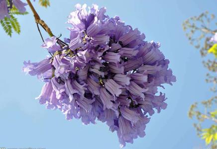 藍(lán)花楹多少錢-藍(lán)花楹樹，你如此的美麗！