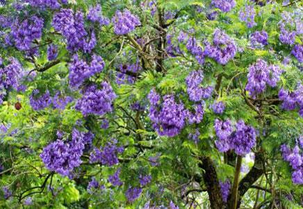 3公分藍花楹-藍花楹樹開花要注意什么？