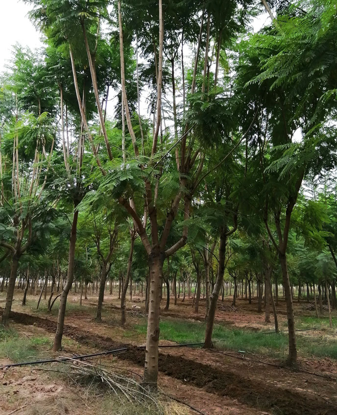 藍花楹哪有-西昌藍花楹栽植成活率比福建廣東等地高