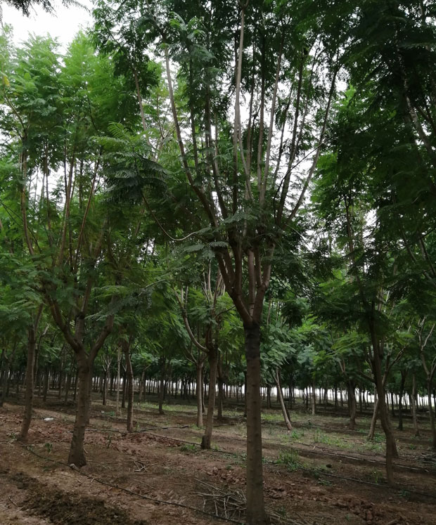 藍花楹栽種-四川哪里可以購買到藍花楹，四川西昌