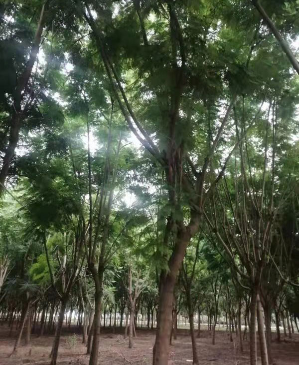 藍花楹栽種-四川哪里可以購買到藍花楹，四川西昌