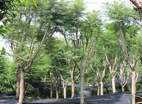 藍花楹的種子-藍花楹什么季節落葉，秋冬或干旱季節