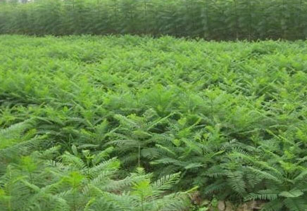 云南藍花楹苗-藍花楹種植技術，什么時候種植好