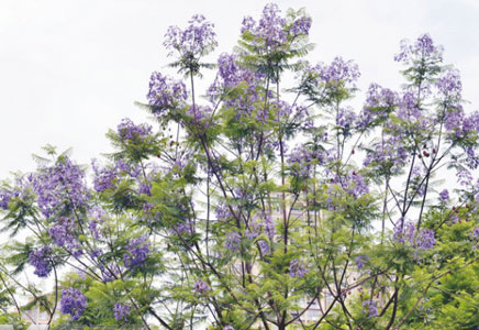 藍花楹種植基地-藍花楹花期多長，花期是什么時候