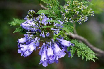 藍(lán)花楹怎么樣-藍(lán)花楹和紫薇樹之間的區(qū)別有哪些