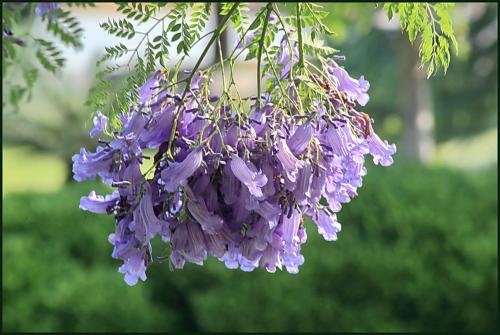 藍花楹花期-淺談藍花楹主產區的苗木報價與行情