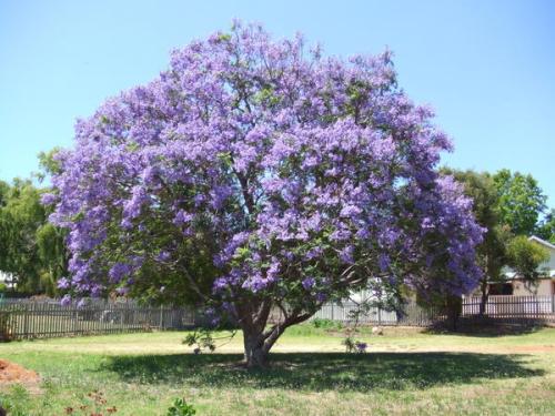 15公分藍花楹樹價格-藍花楹的種植地點如何選擇