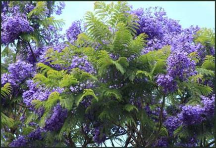 15公分藍(lán)花楹樹(shù)價(jià)格-藍(lán)花楹的栽培技術(shù)你會(huì)嗎？