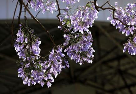 13公分藍花楹價格-藍花楹的移植注意事項講解