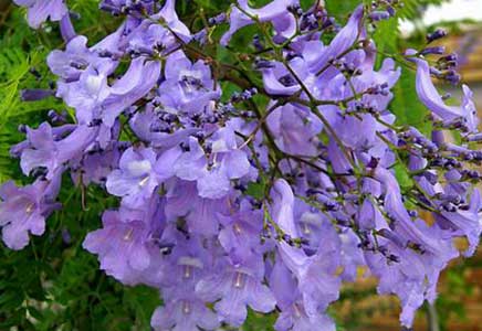 藍花楹多高-花木冬季修剪怎么區別對待？