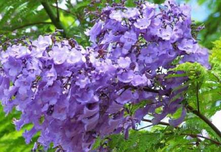 藍花楹采購-藍花楹的一些栽培要點