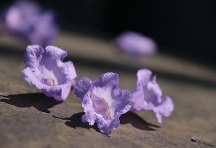 四川藍花楹大樹-藍花楹的修剪講解