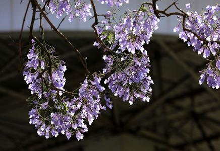 10公分藍花楹價格-藍花楹跟鳳凰木的差別是什么？