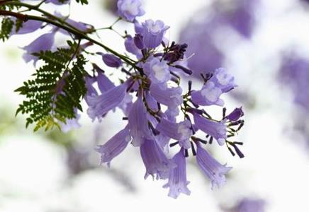 藍花楹求購-這些措施可以保證藍花楹運輸的“安全”