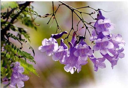 藍花楹樹木-藍花楹移植完要這樣保養才行
