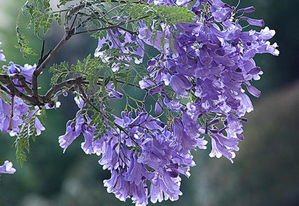 藍花楹20公分-藍花楹的栽培及注意事項