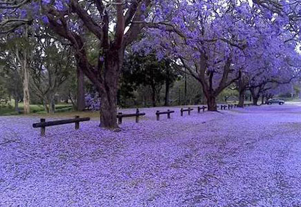成都藍花楹公司-一覽“網紅”藍花楹的美