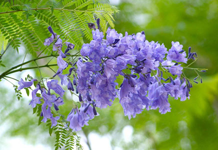批發藍花楹-藍花楹的賞花好去處