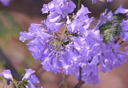 藍花楹15公分報價-藍花楹適合北方種嗎？如何種植？