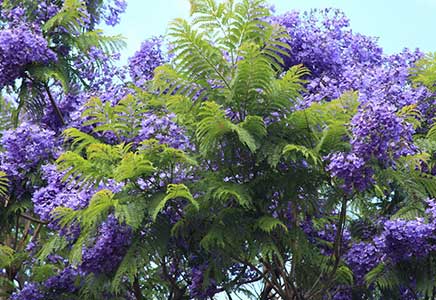 藍花楹15公分-原來藍花楹還有這樣的凄美傳說！