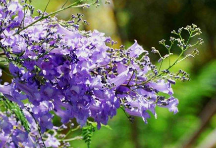 重慶藍(lán)花楹樹木-藍(lán)花楹三大繁殖方法