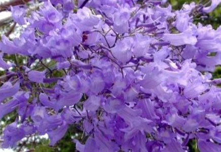 藍花楹苗木-藍花楹與合歡的區別