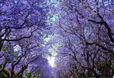 重慶藍(lán)花楹種植-藍(lán)花楹花語：寧靜、深遠(yuǎn)、憂郁，在絕望中等待