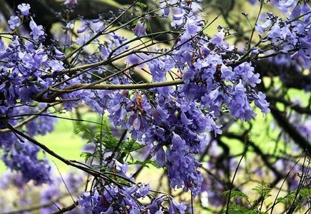 重慶藍(lán)花楹種植-藍(lán)花楹花語：寧靜、深遠(yuǎn)、憂郁，在絕望中等待