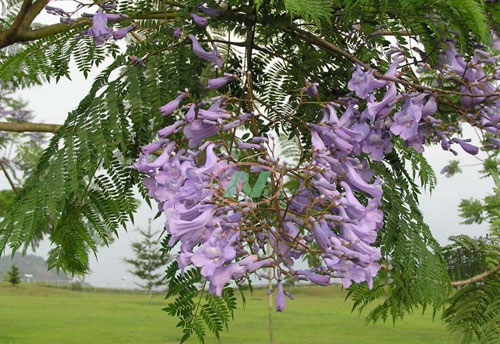 12公分藍(lán)花楹-初夏藍(lán)花楹開(kāi)了，各地迎來(lái)賞花看景