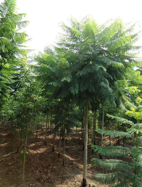 藍(lán)花楹的好處-福建藍(lán)花楹種植基地：漳州漳浦龍海等地