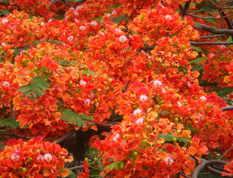 四川藍花楹基地-紅花楹是藍花楹嘛，兩者有什么區別