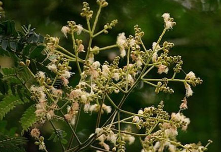 藍花楹18公分價格-南洋楹與藍花楹是不是同一種，什么區(qū)別