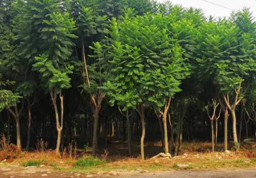 藍花楹哪里有-藍花楹適合國內那些地方種植：四川廣東福建等