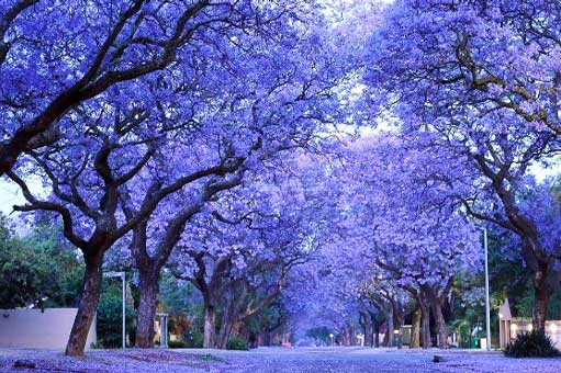 藍花楹哪里有-藍花楹適合國內那些地方種植：四川廣東福建等
