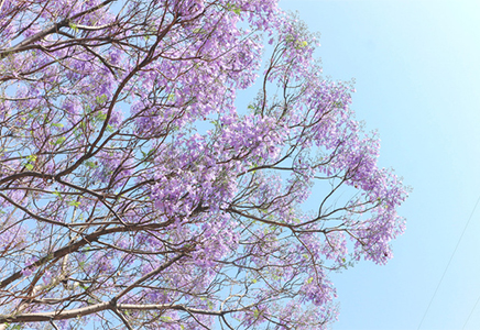 哪里有賣藍(lán)花楹-偏偏靠才華的藍(lán)花楹