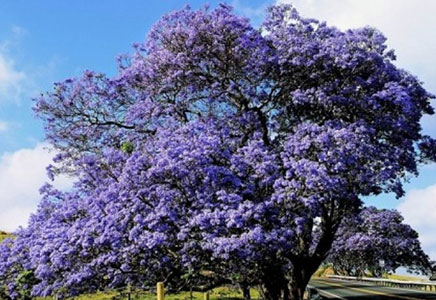 云南藍(lán)花楹苗-藍(lán)花楹的價(jià)值所在