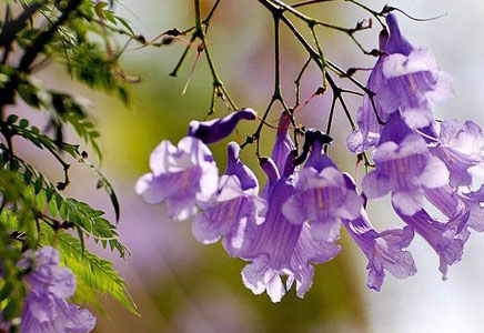 25公分藍花楹-藍花楹栽培要點