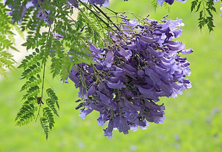樹苗藍花楹-藍花楹隧道在約翰內斯堡
